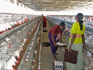 Committee (NECC established) Support from banking sector, emergence of feed