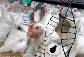 Advances in Poultry Health Advent of vaccines against