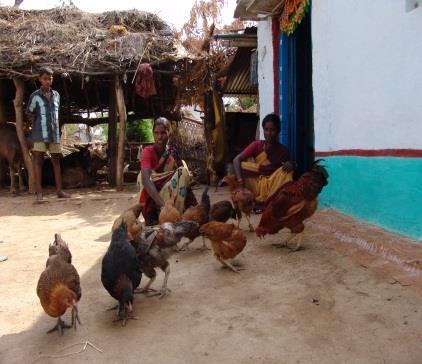 Rural Poultry area Types of farmers High input high output ------- Urban area Medium
