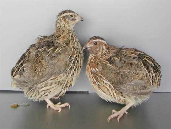 Diversified Poultry Japanese quail introduced in CARI, Izatnagar, in 1974 under UNDP programme.