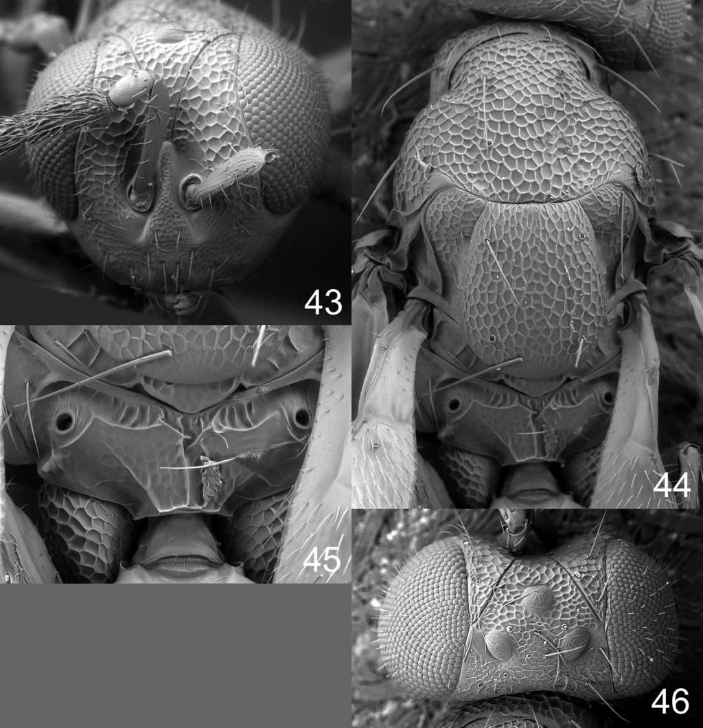 and callus with 6 setae; forewing costal cell ventrally with a sparse row of setae in apical ½ (as in Fig. 51); petiole as long as wide. Description. FEMALE. Length 1.9 mm.