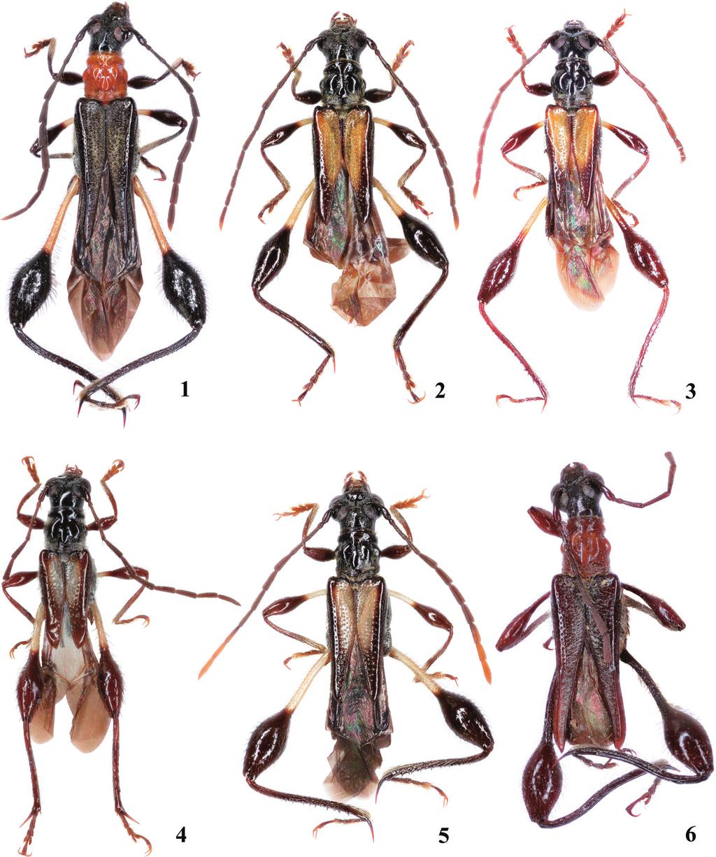 Six New Merionoeda from Borneo 167 Figs. 1 6. Merionoeda spp. from Borneo. 1, M. karinae sp. nov., holotype ; 2, M. glabra sp. nov., holotype ; 3, M. johkii sp. nov., holotype ; 4, M. makiharai sp.