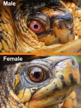 Sexing and Reproduction Male vs. Female?