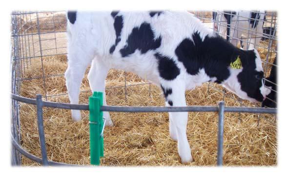 Mark Calves/Pens that Need Full Exam Full Exam by Highly Trained Workers (1) Temperature > 103 F < 100 F Head position