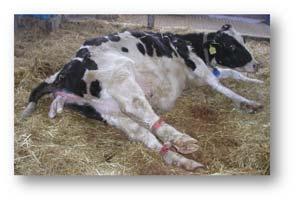 Unassisted Vaginal Delivery is Best for the Calf and the Cow Vaginal delivery improves calf vigor and survival Outside the pen supervision every 15 minutes Assist only when necessary
