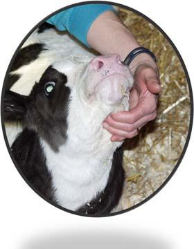 force feed milk/milk replacer without veterinarian s