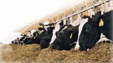 Poorly designed facilities Poor animal health Poor working conditions Start s s with the Dry Cow Nutrition Housing Vaccination Maternity pen Nutrition Vitamin A Known to prevent premature, weak and