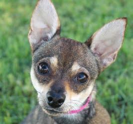 One of San Antonio s most popular dog breeds is tiny in stature, the Chihuahua.