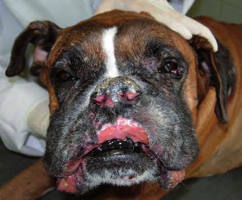 7%) of the relapsing animals were dogs, one of which had been treated with topical corticoids for three months before relapse, and one (5.