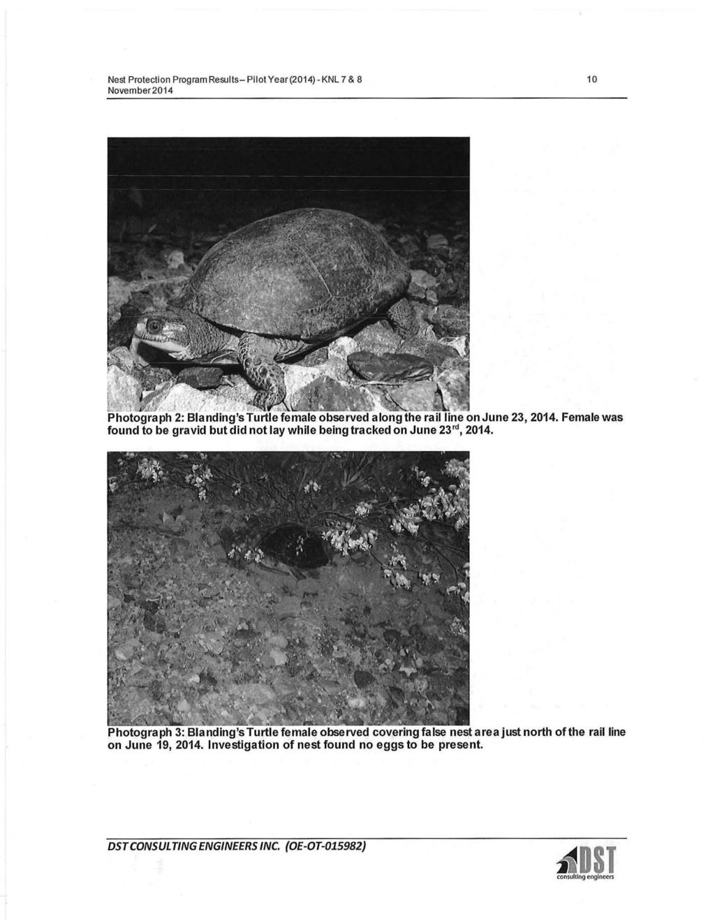 Nest Protecti on Program Results- Pilot Year(2014)-KNL 7 & 8 10 Photograph 3: Blanding'sTurtlefemaleobserved covering false nestareajustnorth