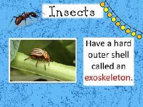 INSECTS,
