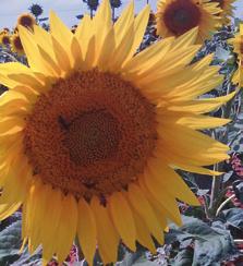 Eh bien that s when I learned that adult sunflowers don t follow the sun. Mostly they just face east.