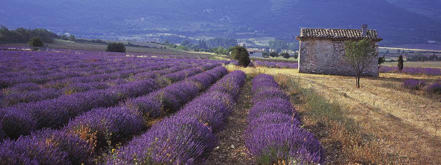 You may think it s quiet along the lavender rows, but I hear in dog decibels.