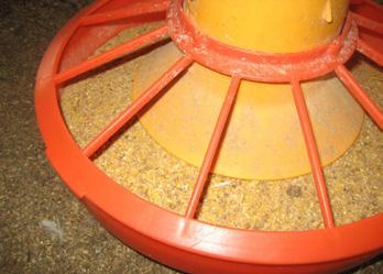 Where the mechanical feeding and drinking systems pass through the surround, care should be taken to ensure any gaps are blocked so that the chicks cannot escape.