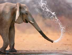 One elephant easily could kill a man simply by stepping on him with one foot or by striking him with his powerful trunk.