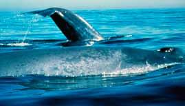 Evolution FLUKE Can you believe that evolutionists claim that blue whales evolved from land animals?