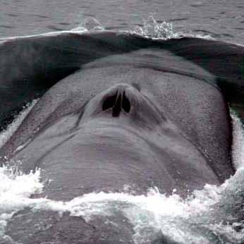 the surface? Such pressure would kill most animals. Neither the blue whale nor any other whale evolved these incredible, specialized features.