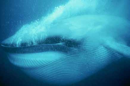 Baby blue whales are almost 25 feet long at birth and weigh as much as a small pick-up truck (6,000 pounds).