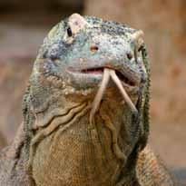 ADDRESS SERVICE REQUESTED s n o g a r D o d Komo of lution take a Bite out Evo Komodo dragons live in Indonesia on the islands of Komodo and Flores, as well as a few other nearby islands.