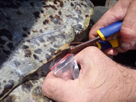 significant boat strikes. A number of turtles caught were emaciated.