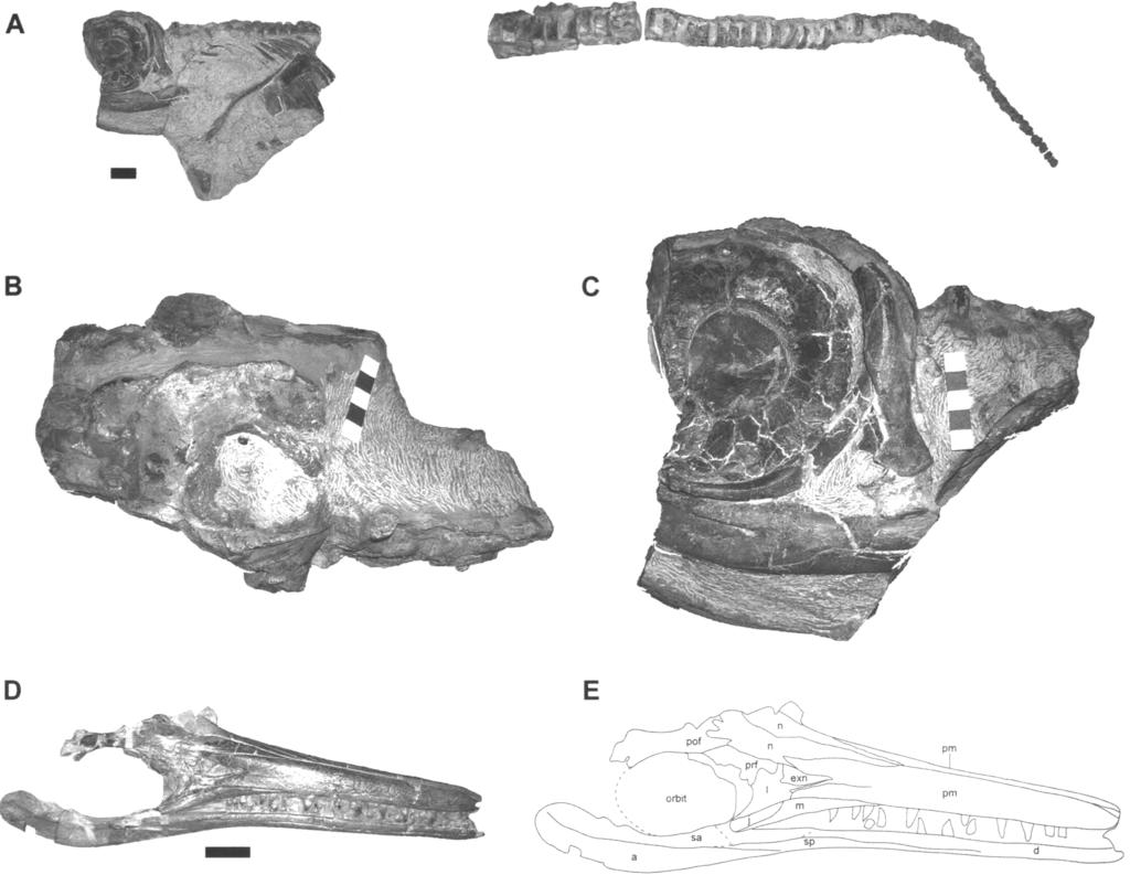 A MARINE REPTILE FAUNA FROM THE EARLY JURASSIC SALTFORD SHALE OF CENTRAL ENGLAND 255 Fig. 3.