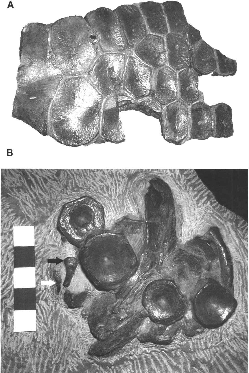 A MARINE REPTILE FAUNA FROM THE EARLY JURASSIC SALTFORD SHALE OF CENTRAL ENGLAND 257 Fig.
