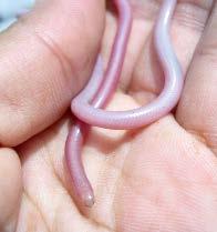 means without prior written Family permission Typhlopidae of the publisher. (blind snakes) Letheobia simonii is a minuscule, wormlike snake. Its very strange head is shaped like a flute mouthpiece.