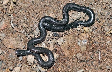 Reproduction The Brahminy Worm Snake is very remarkable in the fact that it is one of only two species of snakes in the world known to be parthenogenetic.