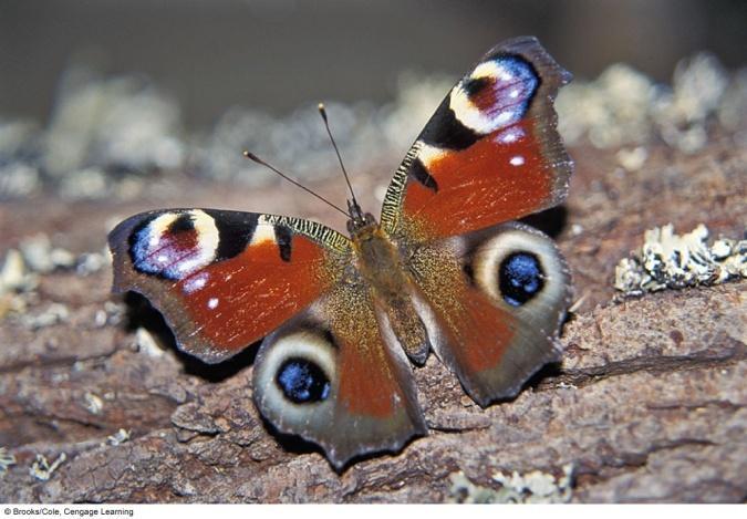 Inquiry: Butterflies and Birds Observations about peacock butterflies: Have