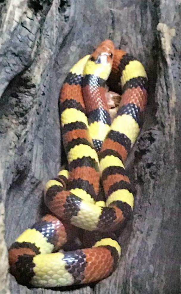 Reptile Nonvenomous Snake King Snake Scarlet King Snake 90 Lampropeltis getula floridana Color pattern is yellow/black/red. Looks like the Eastern coral snake.