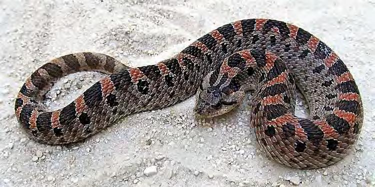 Reptile Nonvenomous Snake Hognose Snake Southern Hognose Snake 92 Heterodon simus Stout-bodied, alternating brown, tan, yellow blotches. Distinctive upturned nose.