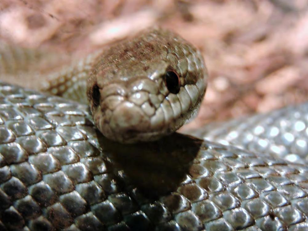 Reptile Nonvenomous Snake King Snake Eastern Hognose Snake 93 Heterodon platirhinos They have wide bodies and an upturned snout. Color ranges from reddish, yellow, tan, Gray, or brown.