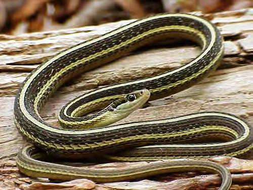 Reptile Nonvenomous Snake Ribbon Snake Eastern Ribbon Snake 94 Thamnophis sauritus Snake has a slender body and a long tail. It has three prominent yellow stripes along a reddish background.