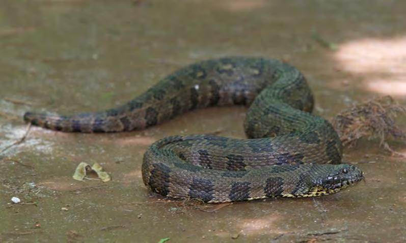 95 Reptile Nonvenomous Snake Water Snake Florida Water Snake Nerodia fasciata pictiventris Also called the Florida Black or Brown-Banded Watersnake.