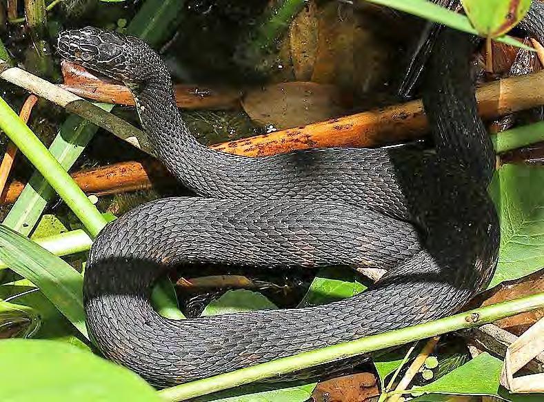 96 Reptile Nonvenomous Snake Water Snake Florida Banded Water Snake Nerodia fasciata pictiventris They are a non-venomous snake, which have alternating light and dark bands.