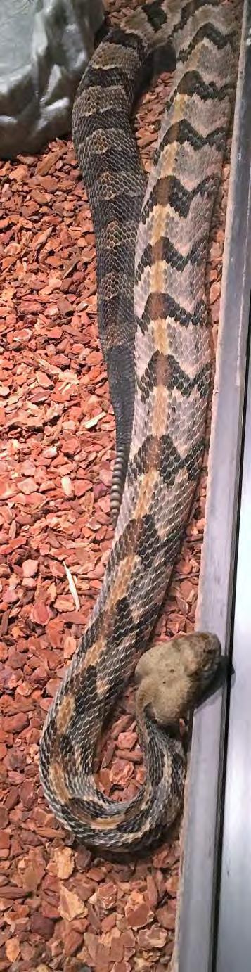 98 Reptile Venomous Snake - Rattlesnake Eastern Diamondback Rattlesnake Crotalus adamanteus Wide head, well differentiated neck, small eyes, and 2 pits on snout for sensing temperature. Body is solid.