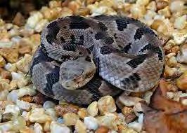 Reptile Venomous Snake Rattlesnake Timber Rattlesnake 99 Crotalus horridus Color is pale grayish-brown to pink, with a pattern of black V-shaped cross bands and a russet stripe down the centerline of