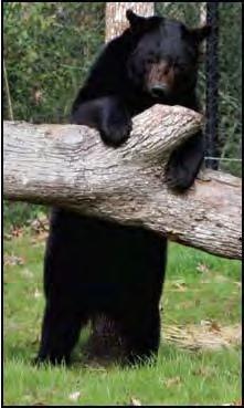1 Mammal - Bear Florida Black Bear Ursus americanus floridanus Has a brown muzzle, some have a white blaze on their chest. Habitat: Lives in forested areas with vegetation, and in thick swamps.