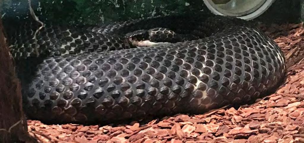 Reptile Venomous Snake - Pit viper Cottonmouth (Water Moccasin) 101 Agkistrodon piscivorus conanti Large head, heavy, robust body, scales arranged in 25 rows around the body.
