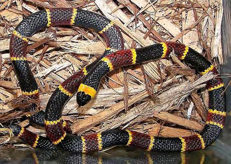 102 Reptile - Venomous Snake Coral Snake Eastern Coral Snake Micrurus fulvius fulvius Slender body, small eyes; black, yellow, and red bands. Black head. Body is smooth and shiny.