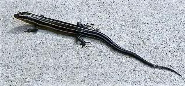 Reptile Lizard Skink Five-Lined Skink 103 Eumeces fasciatus Black or dark brown, with short legs.