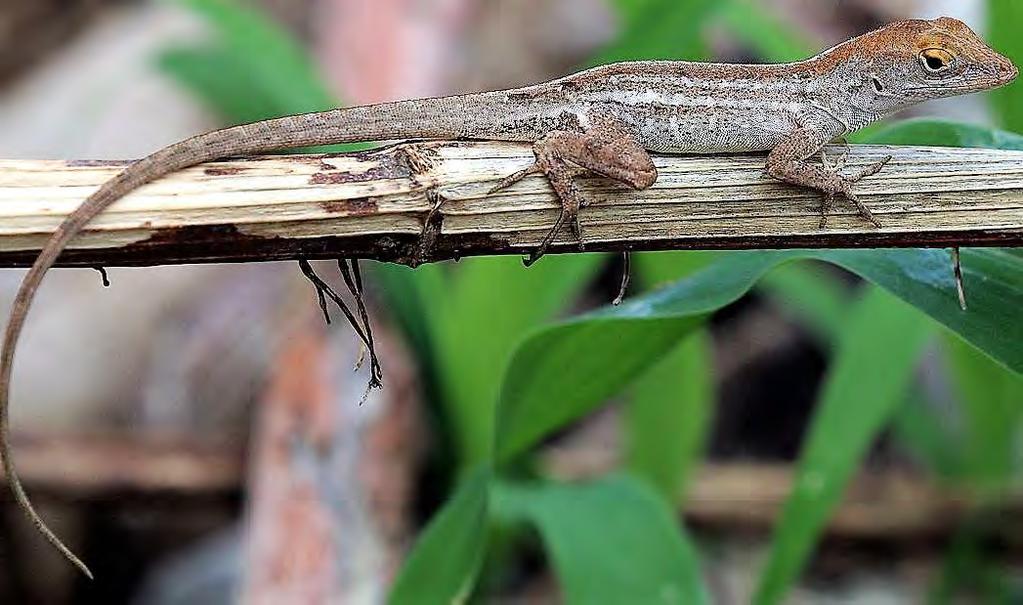 Reptile Anole Cuban Brown Anole 105 Invasive Exotic Anolis Sagrei Brown and gray, with patterning on back. Males have orange and yellow throat fan.