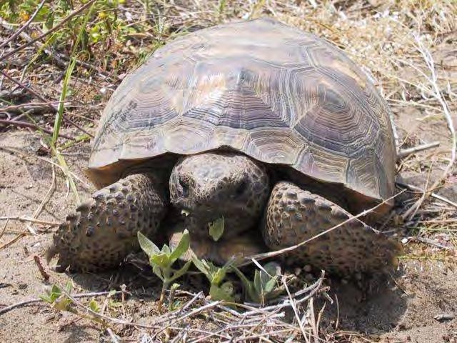 Reptile Tortoise Gopher Tortoise 106 Gopherus polyphemus Protected by an armored shell on its back, it has four limbs that are broad and flat, each with one or two claws.