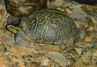 Reptile Turtle Ornate Box Turtle 107 Terrapene carolina Narrow, domed shell. Shell has radiating bands of yellow. It has stripes on each side of its head.