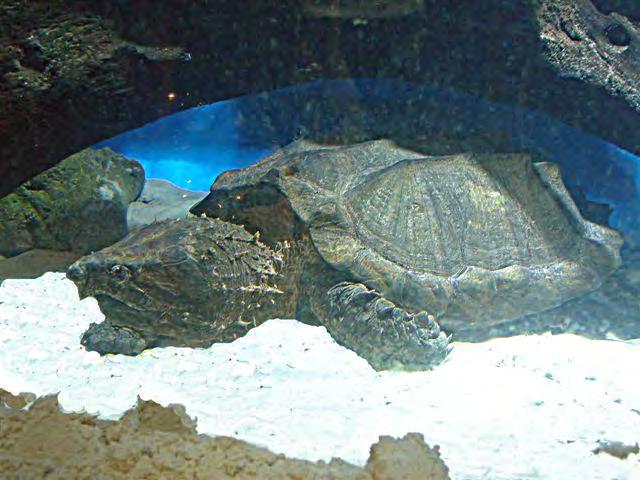 Reptile Turtle Alligator Snapping Turtle 109 Macrochelys temminckii North America's largest freshwater turtle. Spiked shell. Strong jaws. Have eyes on the sides of the head.