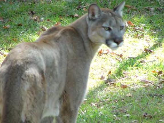 2 Mammal - Feline Florida Panther Endangered Species Puma concolor coryi Also known as a mountain lion, puma, catamount cougar, and silver lion. Florida Panther is a subspecies of the Puma.