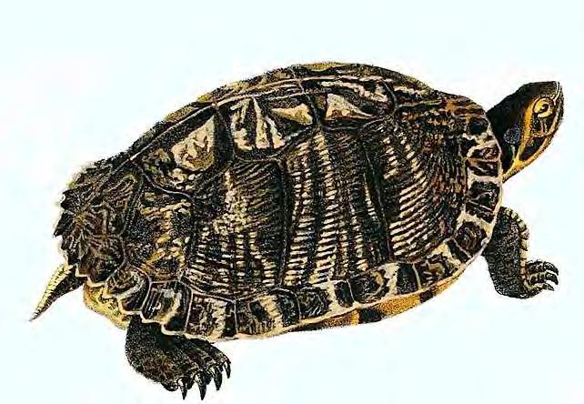 Reptile Turtle Peninsula Cooter 110 Pseudemys peninsularia The Peninsula Cooter can be distinguished from its close relative, the Suwannee Cooter, by a pair of stripes on top of the head that look