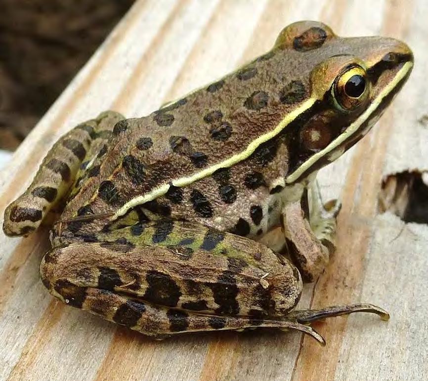 Amphibian-Frog Southern Leopard Frog 112 Lithobates sphenocephalus They are greenish-tan to brown. They have ridges on the sides of their body. Pointed snout. Back has large, brown spots.