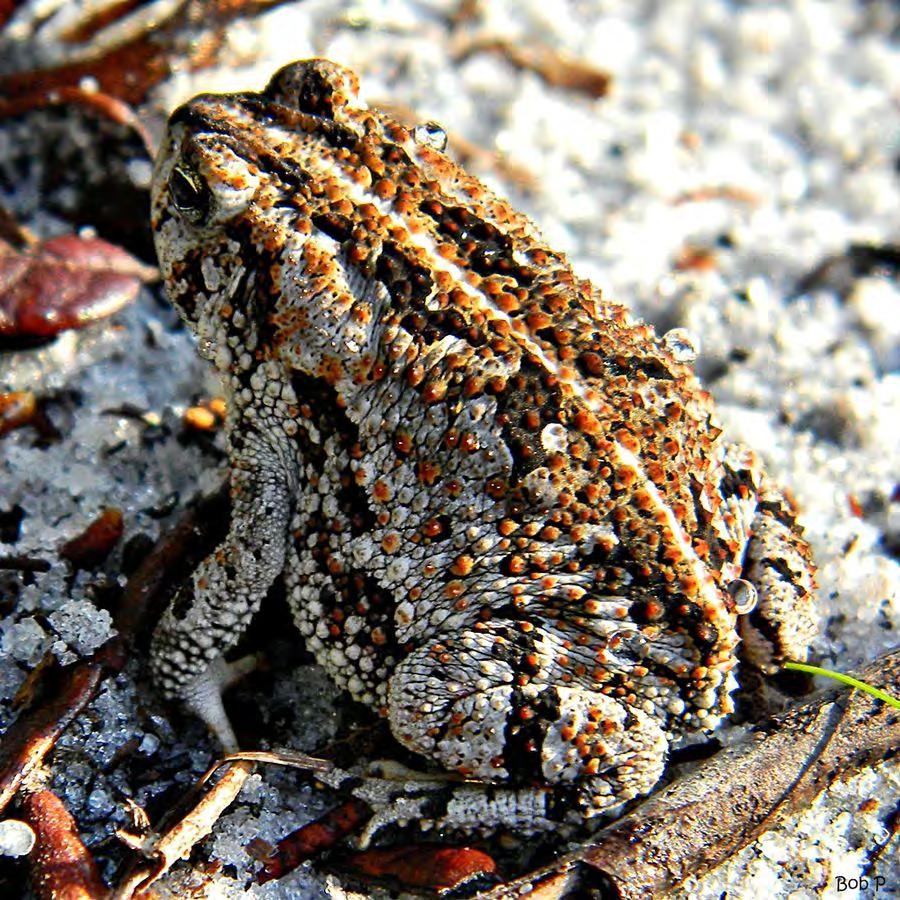Amphibian Toad Oak Toad 115 Anaxyrus quercicus They are reddish brown, or dark brown, or gray. They have dark brown spots. Skin has warts, Underside of feet are orange. Yellow stripe down back.