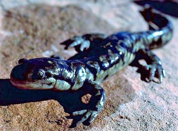 Amphibian Salamander Tiger Salamander 116 Ambystoma tigrinum Gray or black in color, with yellow stripes. Stocky legs. Habitat: Live in burrows, near lakes, streams, and ponds.